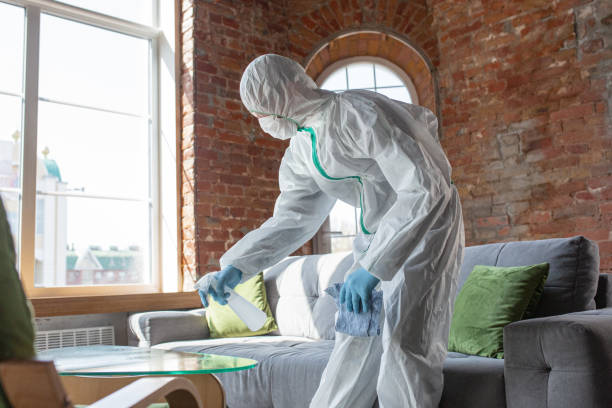 Mold Removal Services